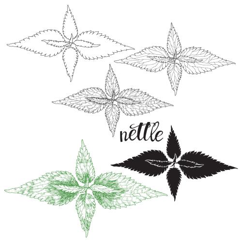 Object. Vector nettle, five options on white