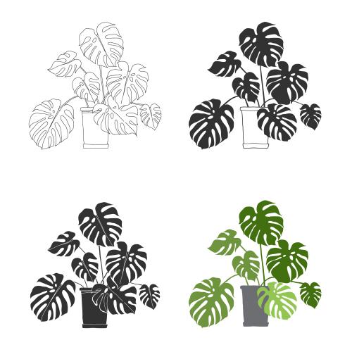 Item. Vector monstera in pots, options on white