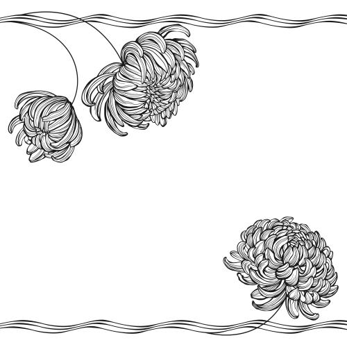 Chrysanthemum. Vector chrysanthemums wavy lines space for text on white
