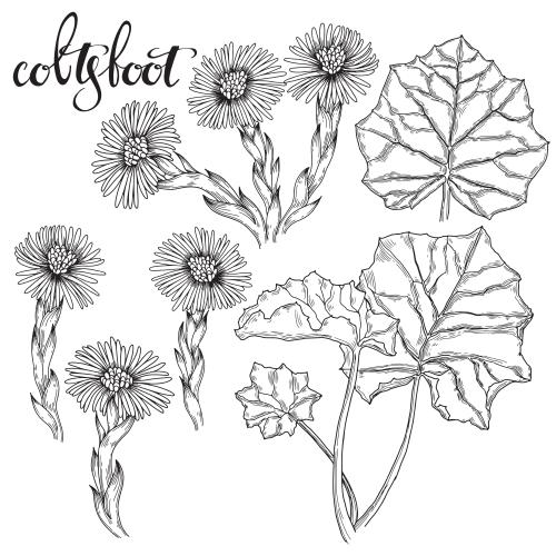 Illustration flowers and leaves mother-and-stepmother black contours on white