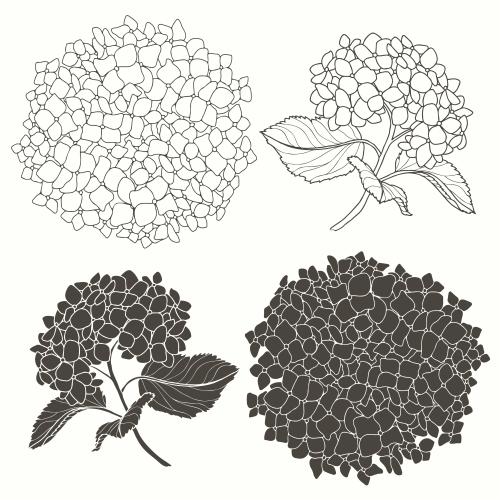 Hydrangea. Vector hydrangea flowers on white, four different monochrome variants