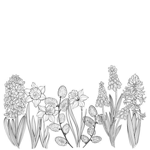 Spring. Vector spring flowers muscaris hyacinths daffodils and willow branches space for text on white