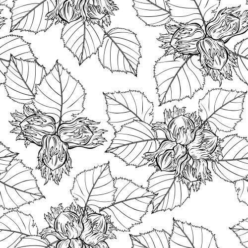 Hazelnut. Vector hazelnut, nuts in the shell and with leaves on white