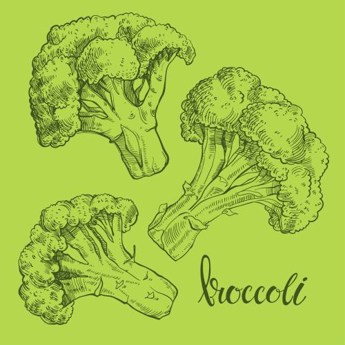 Broccoli. Vector broccoli, three options on green