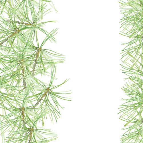 Raster image watercolor pine branches on white composition with text space