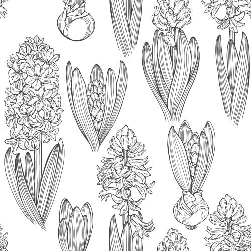 Hyacinth. Vector hyacinths on white