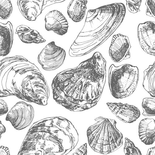 Illustration shells on white sketch