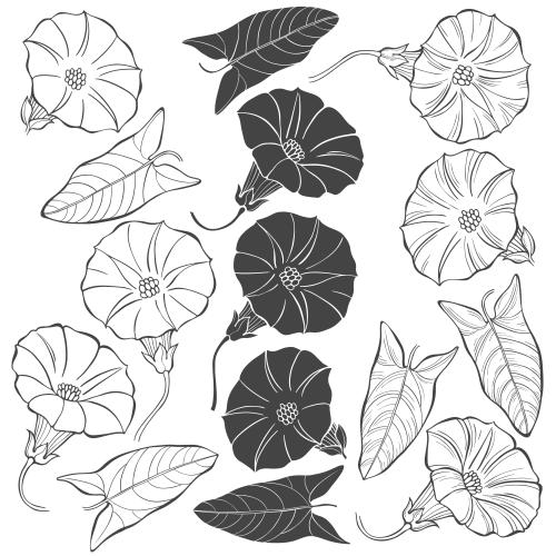 Bindweed. Vector flowers and leaves of morning glory on white various options