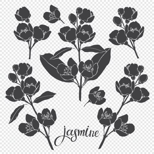 Jasmine. Vector blooming jasmine, black silhouettes