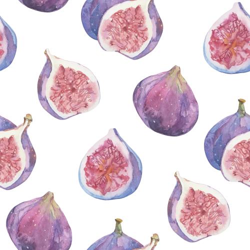 Fig. Vector watercolor fig on white
