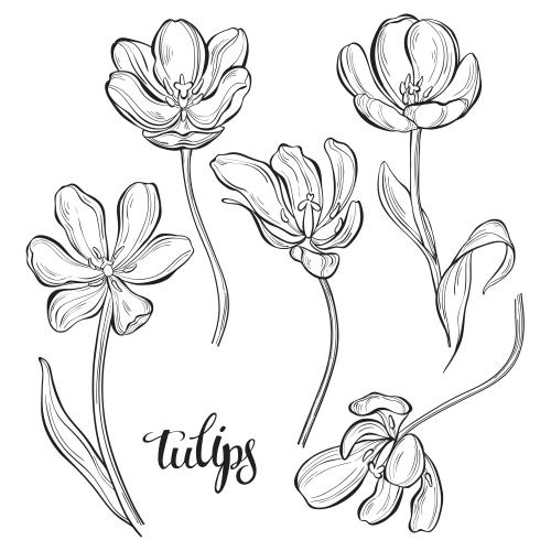 Tulip. Vector tulips contours on white