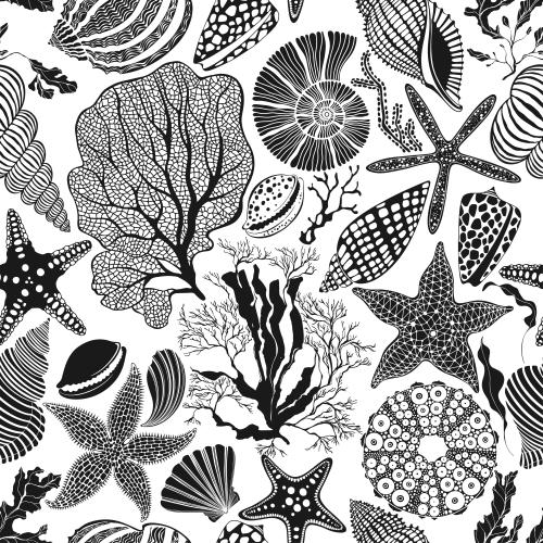Nautilus. Vector sea stars shells nautilus sea urchin corals algae on white