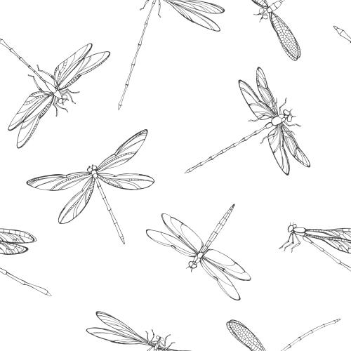 Dragonfly. Vector dragonflies on white