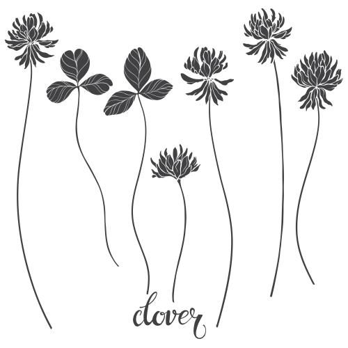 Illustration clover flowers and leaves black silhouettes on white