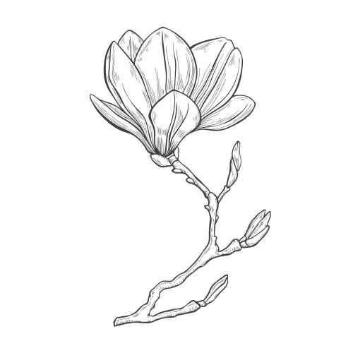Magnolia. Vector flower of magnolia on white