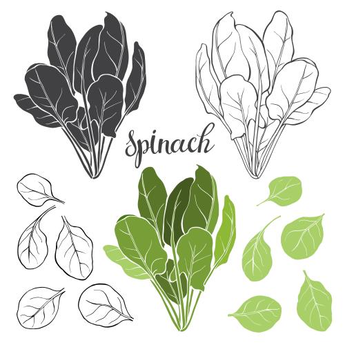 Spinach. Vector spinach, silhouettes and contours on white