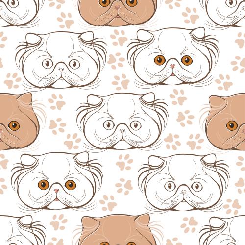 Persian cat. Vector persian kittens, cute colorful faces and paw prints on white