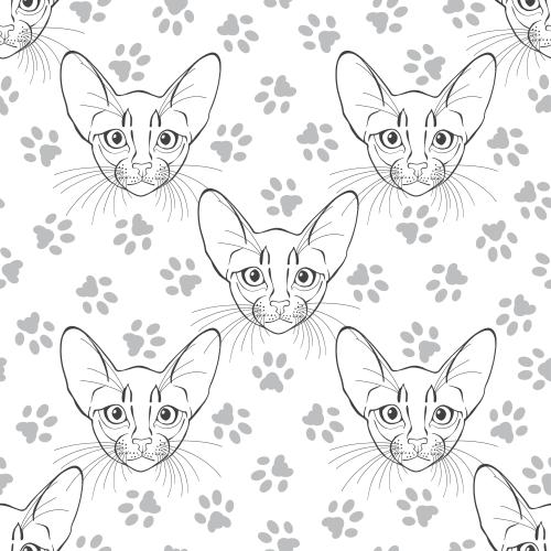 Black-white. Vector abyssinian cats cute faces and paw prints on white