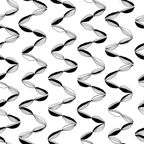 Cardamom. Vector cardamom on white
