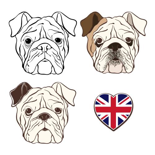 English. Vector english bulldog, three options and the flag of great britain in the shape of a heart