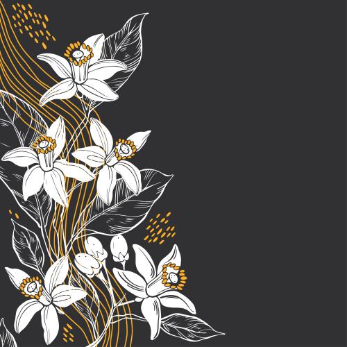 Neroli. Vector flowers neroli, wavy lines, place for text on black