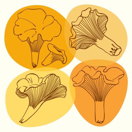 Mushroom. Vector chanterelles mushrooms contour image on bright orange spots