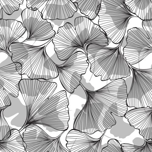 Ginkgo biloba. Vector ginkgo biloba black contours and gray silhouettes of leaves on white