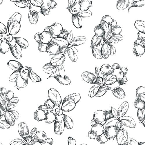 Illustration cranberry branches on white