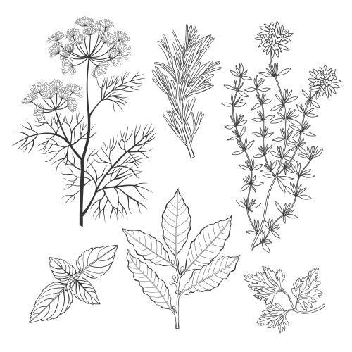 Vector image aromatic culinary herbs: thyme, laurel, rosemary, parsley, dill, basil on white
