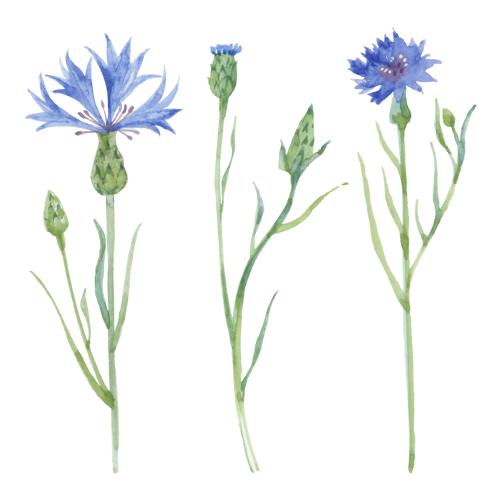 Cornflower. Vector cornflowers with buds and leaves, three flowers on white