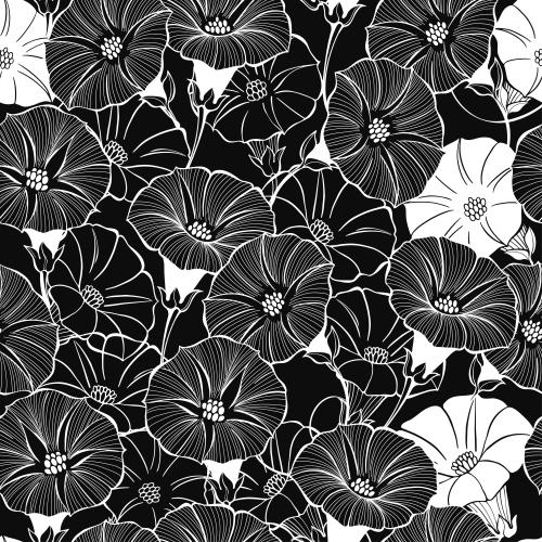Bindweed. Vector morning glory flowers on black
