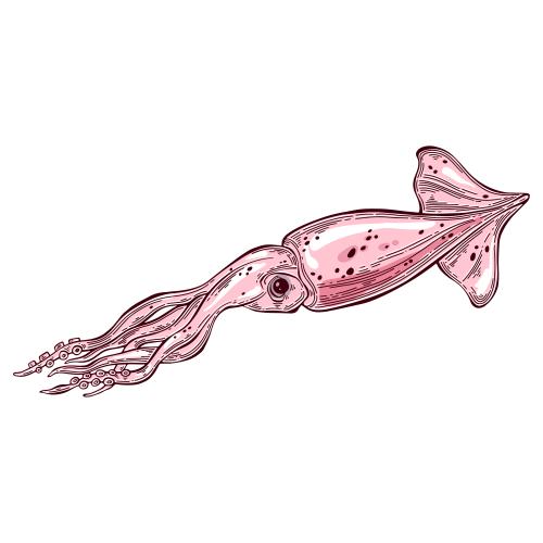 Squid. Vector squid on white