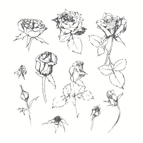 Rose. Vector roses isolated sketch elements on white