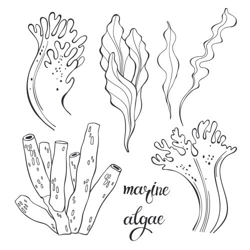 Vector image underwater plants, contours on white, various options