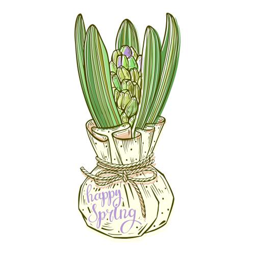Hyacinth. Vector hyacinth in a package with a bow and the inscription happy spring on white