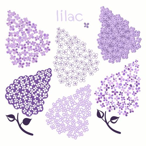 Lilac. Vector lilac various options on white