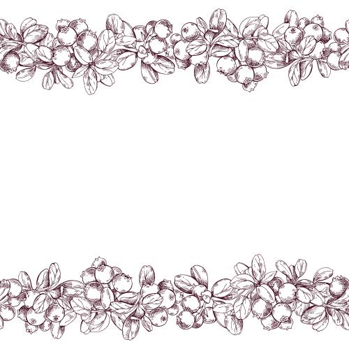 Vector image blueberry branches with berries decorative stripes on white