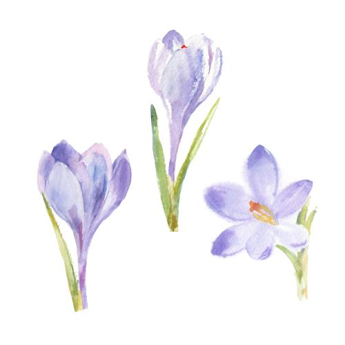 Vector image watercolor crocus, three flowers on white