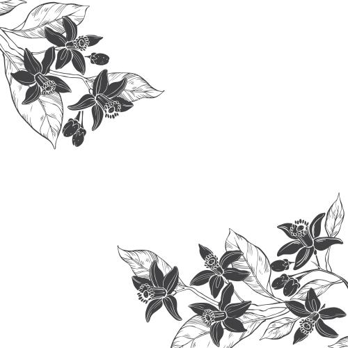 Neroli. Vector neroli flowers, white background text area, angular composition