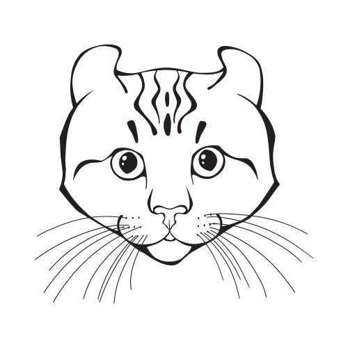 American curl. Vector american curl cat, cute face on white