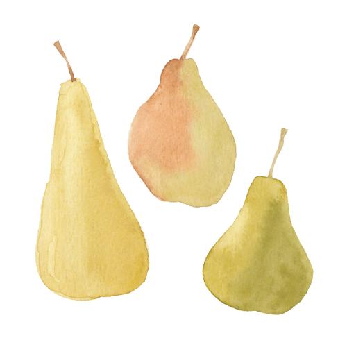 Fruit. Vector three pears on white