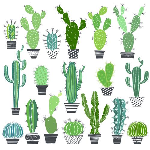 Cactus. Vector cacti in pots on white