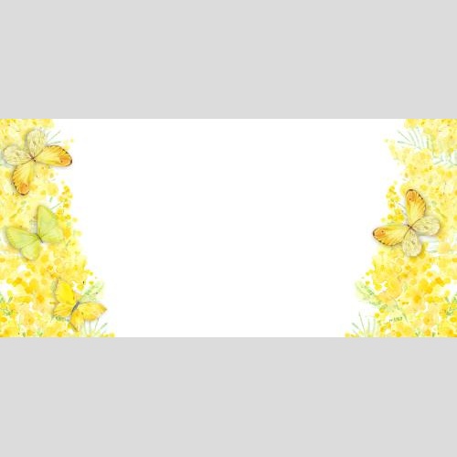 Illustration watercolor mimosa, butterflies, place for text on white