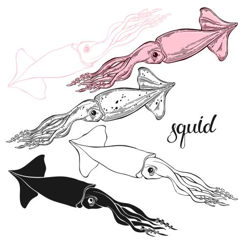Squid. Vector squid six options on white