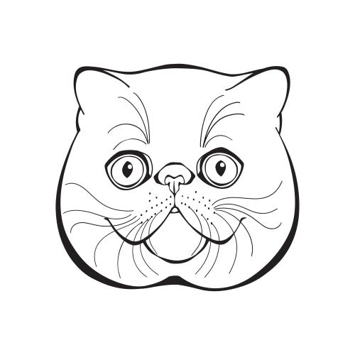 Exotic cat. Vector exotic cat, cute face on white