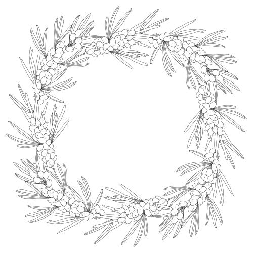 Sea buckthorn. Vector sea buckthorn, branches with berries, square frame-wreath on white