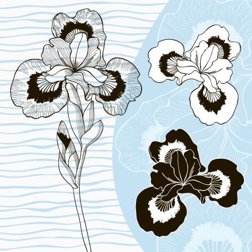 Iris. Vector composition with monochromatic iris flowers
