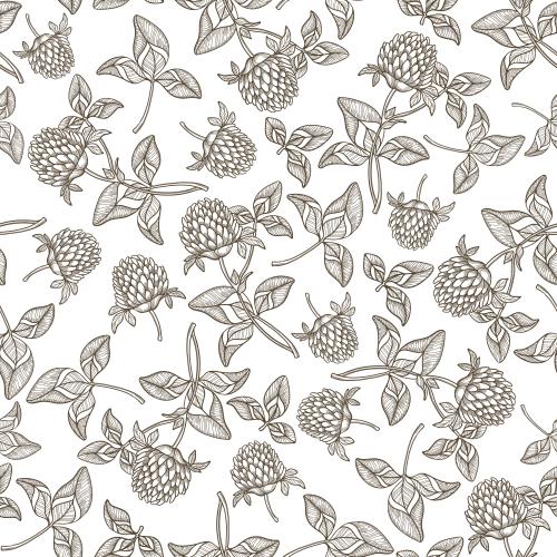Clover. Vector clover, contour drawing on white