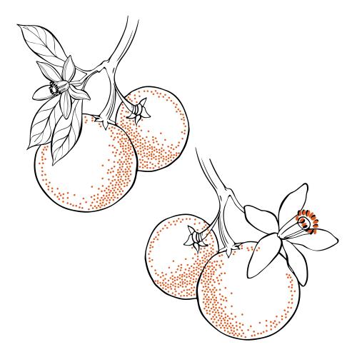 Orange. Vector neroli flowers, oranges on white
