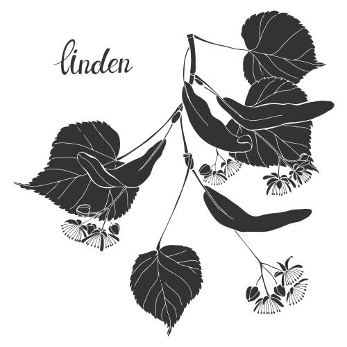 Linden. Vector linden branch silhouette on white